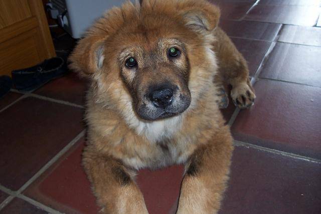 CHOW CHOW - Chow Chow