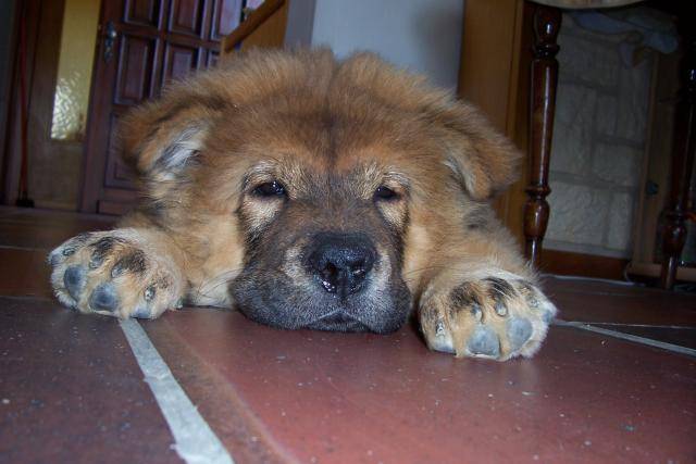 CHOW CHOW KIBOU 4 MOIS - Chow Chow (4 mois)