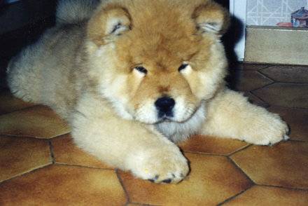 Chow-chow Omie - Chow Chow