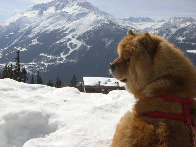 Chow-chow Omie - Chow Chow