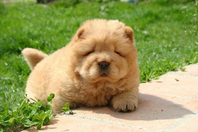 Zumi de l'Oeil du Cyclone - Chow Chow