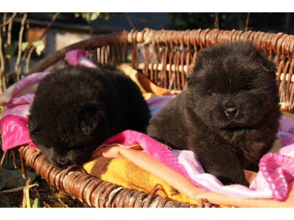 momocarine055@gmail.com - Chow Chow Mâle