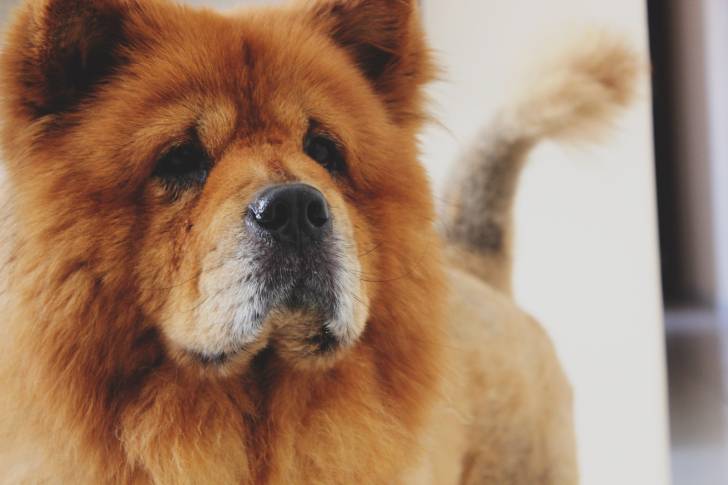 Photo Chow Chow