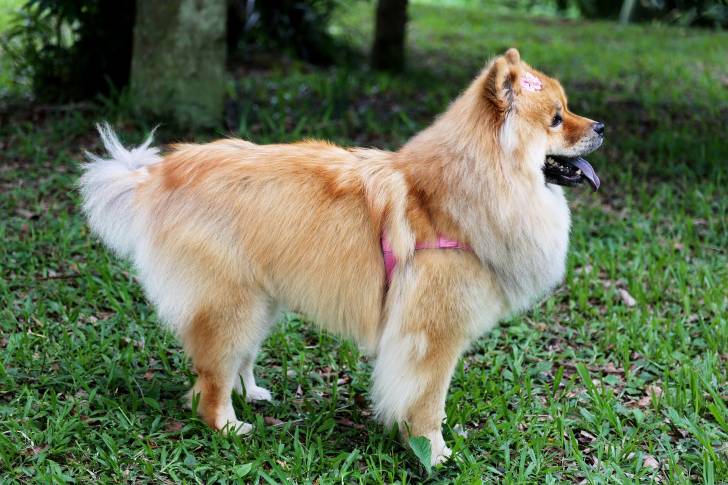 Photo Chow Chow