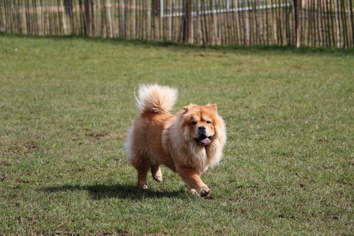 Photo Chow Chow