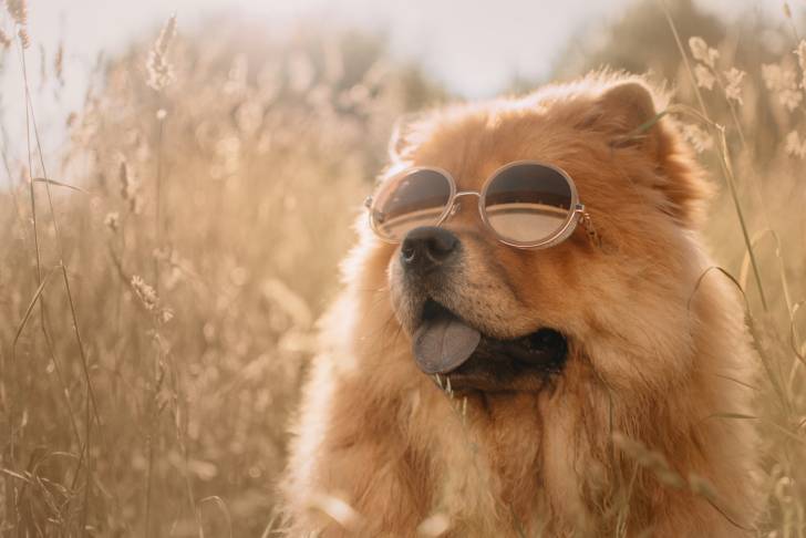 Un Chow Chow qui porte des lunettes de soleil
