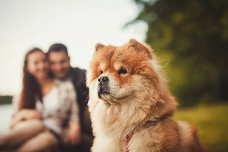 Un Chow Chow en promenade avec ses deux propriétaires