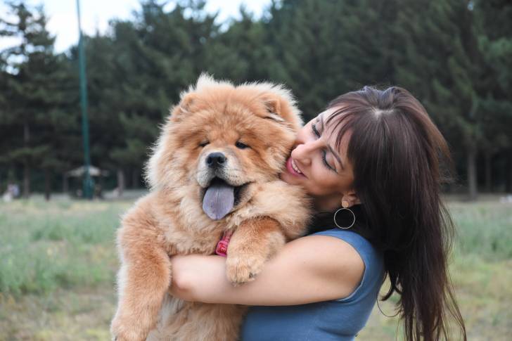Un Chow Chow dans les bras de sa propriétaire