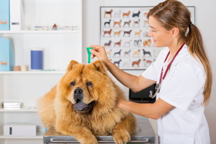 Un Chow Chow en train de se faire examiner par le vétérinaire 