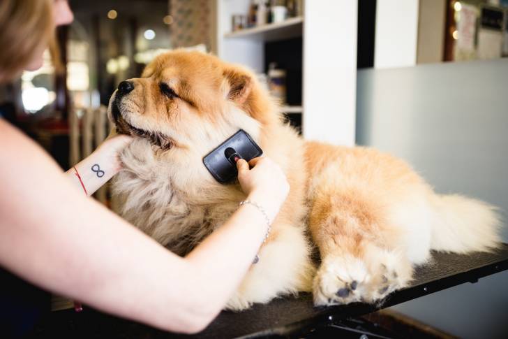 Un Chow Chow en train de se faire brosser