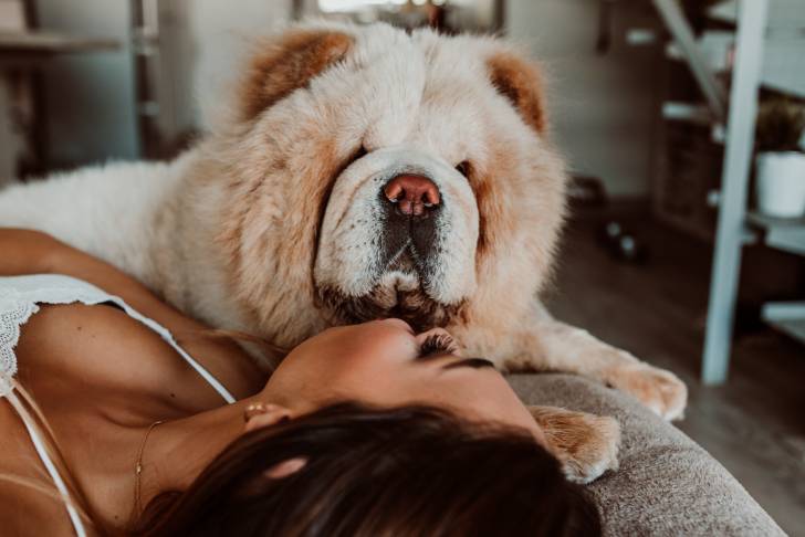 Un Chow Chow allongé à côté de sa propriétaire