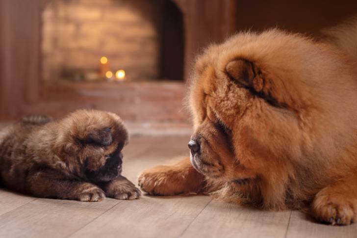 Un Chow Chow allongé à côté de son chiot