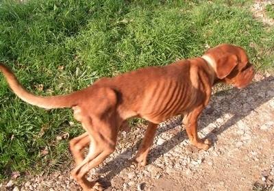RETRO - Dogue de Bordeaux Mâle (6 ans)