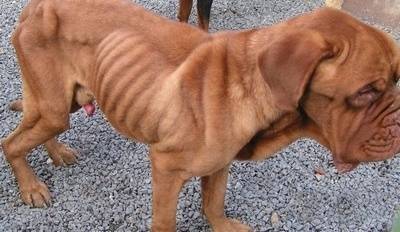 RETRO - Dogue de Bordeaux Mâle (6 ans)