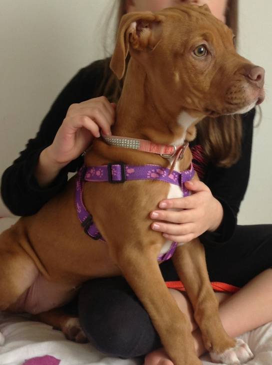 Roxy - Dogue de Bordeaux (8 mois)