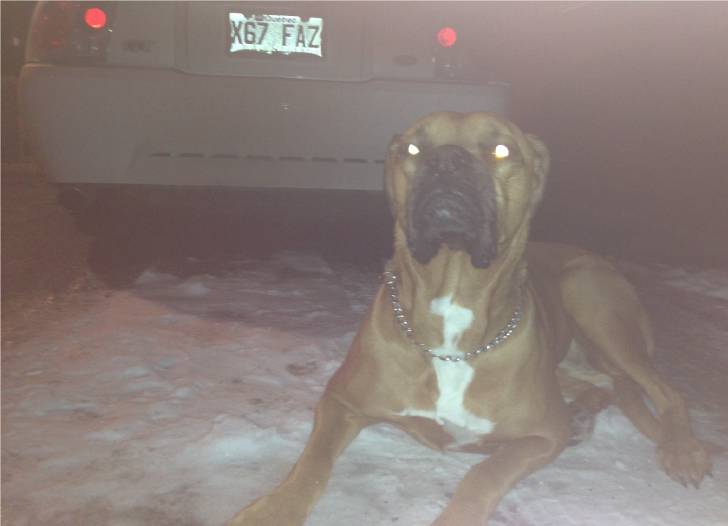 Gathou - Dogue de Bordeaux (5 ans)