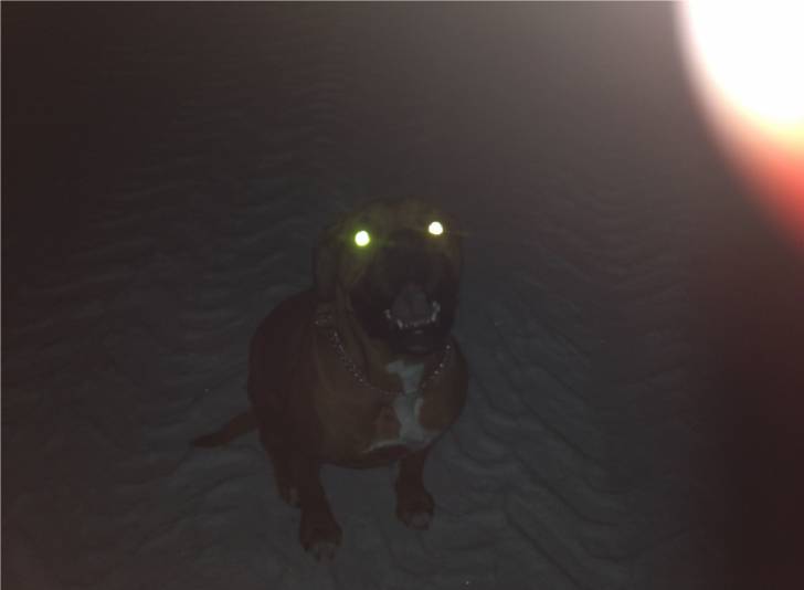 Gathou - Dogue de Bordeaux (5 ans)