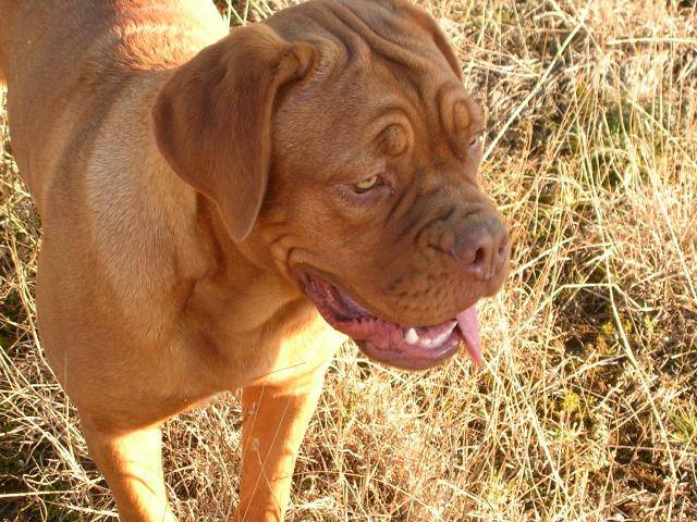 Aucéane 7 mois dogue de bordeaux - Dogue de Bordeaux (7 mois)