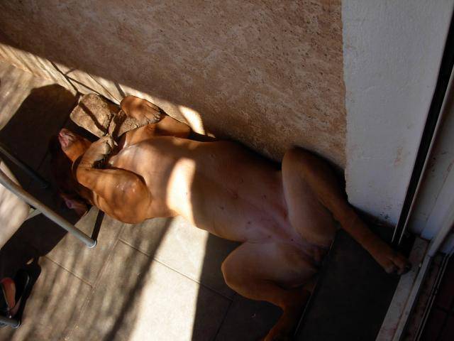 dogue de bordeaux brooke - Dogue de Bordeaux