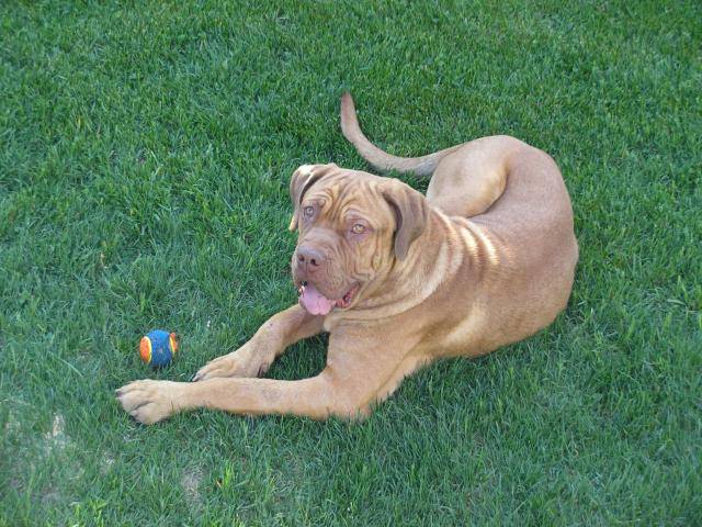 dogue de bordeaux - Dogue de Bordeaux