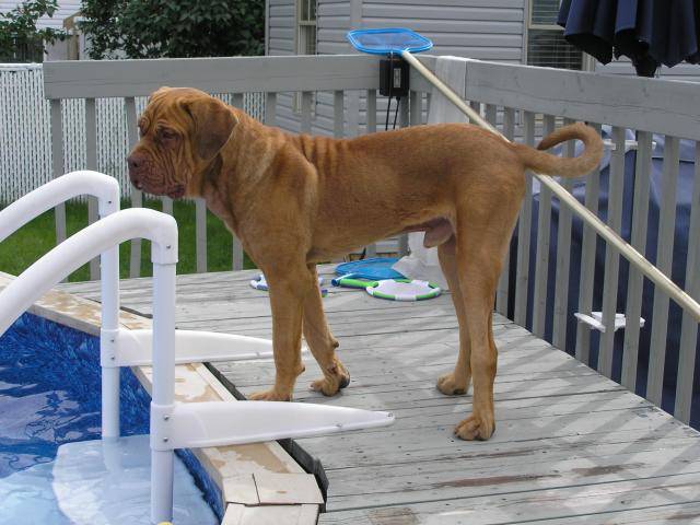 dogue de bordeaux - Dogue de Bordeaux