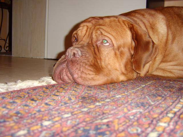 dogue de bordeaux oscar - Dogue de Bordeaux