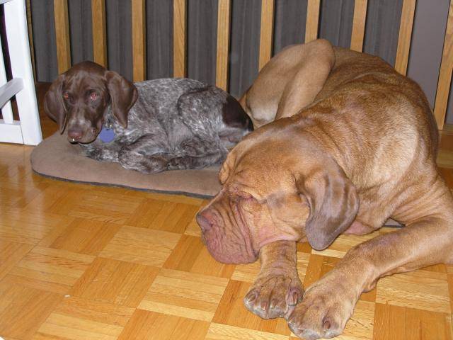 Dogue de bordeaux - Tyson - Dogue de Bordeaux