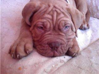 Dogue de bordeaux caid - Dogue de Bordeaux