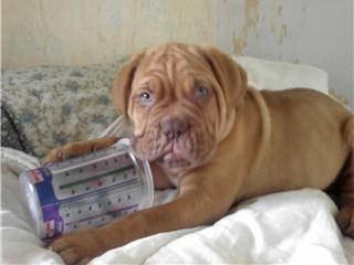dogue de bordeaux caid - Dogue de Bordeaux
