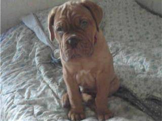 dogue de bordeaux caid - Dogue de Bordeaux