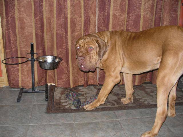 Dogue de bordeaux - Dogue de Bordeaux