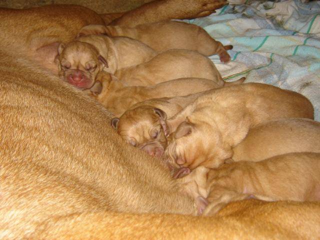 dogue de bordeaux - Dogue de Bordeaux