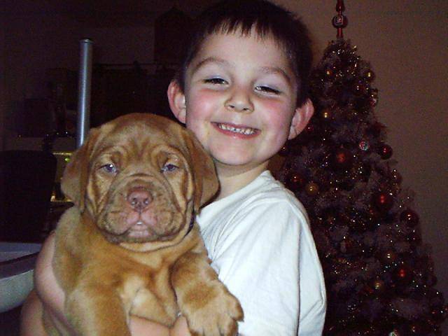 diams dogue de bordeaux - Dogue de Bordeaux
