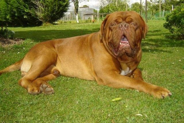 dogue de bordeaux bingo de la demeure combreenne - Dogue de Bordeaux