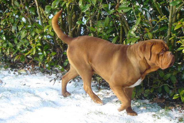 dogue de bordeaux bingo de la demeure combreenne - Dogue de Bordeaux