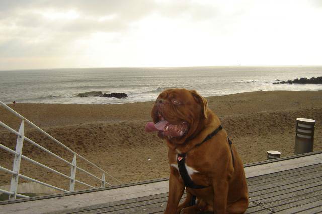 dogue de bordeaux bingo de la demeure combreenne - Dogue de Bordeaux
