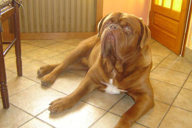 dogue de bordeaux bingo de la demeure combreenne - Dogue de Bordeaux