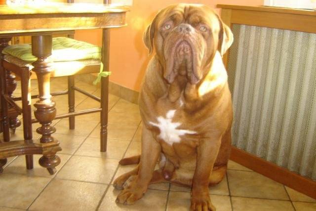 dogue de bordeaux bingo de la demeure combreenne - Dogue de Bordeaux