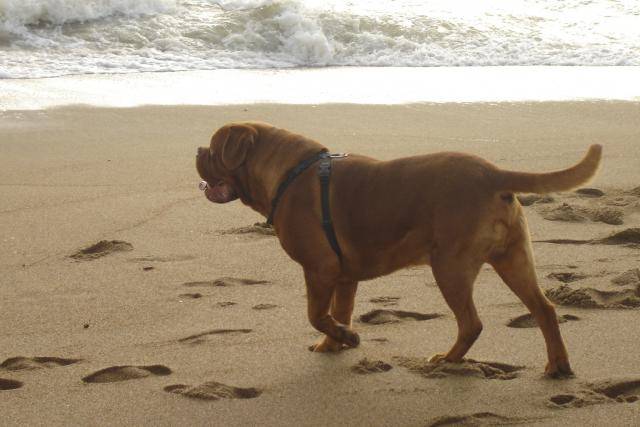 dogue de bordeaux bingo de la demeure combreenne - Dogue de Bordeaux