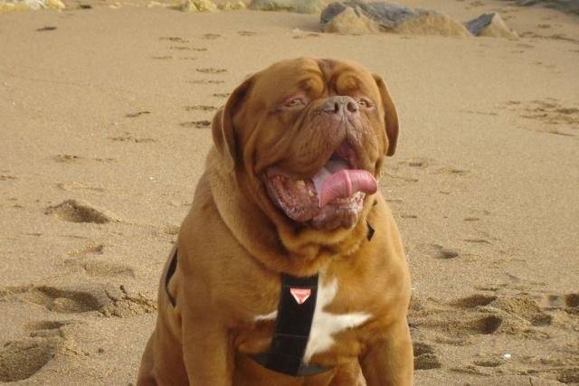 dogue de bordeaux bingo de la demeure combreenne - Dogue de Bordeaux Mâle