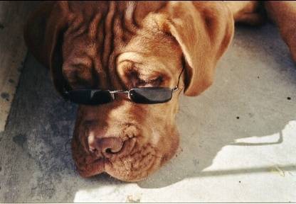 Photo Dogue de Bordeaux (6 mois)