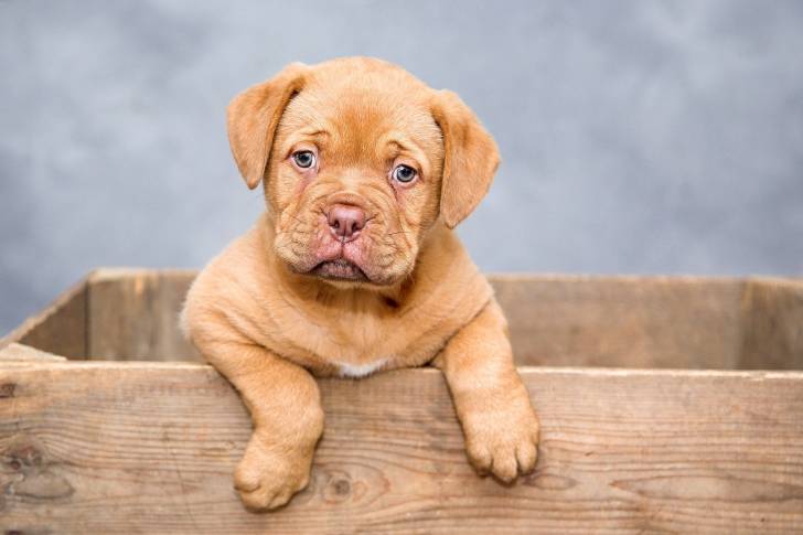 Photo Dogue de Bordeaux
