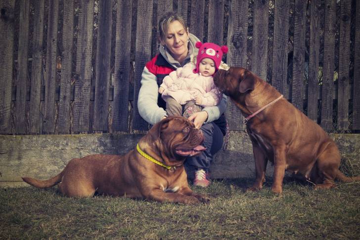 Photo Dogue de Bordeaux