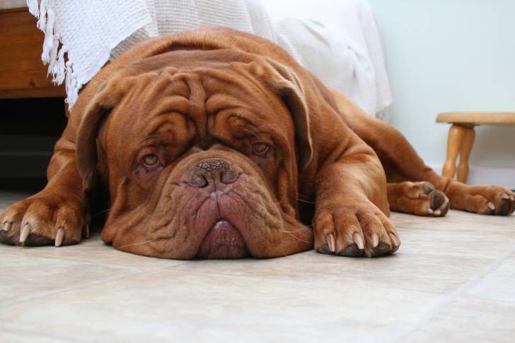 Photo Dogue de Bordeaux