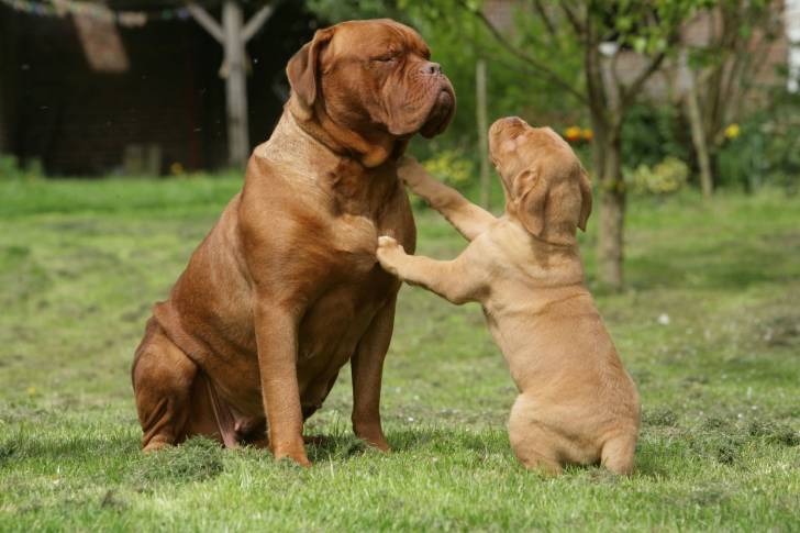 Photo Dogue de Bordeaux