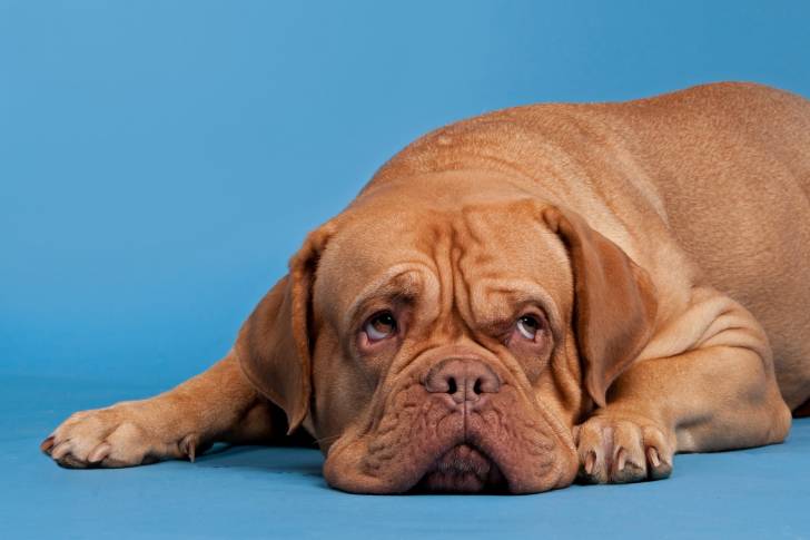 Photo Dogue de Bordeaux