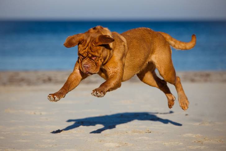 Photo Dogue de Bordeaux