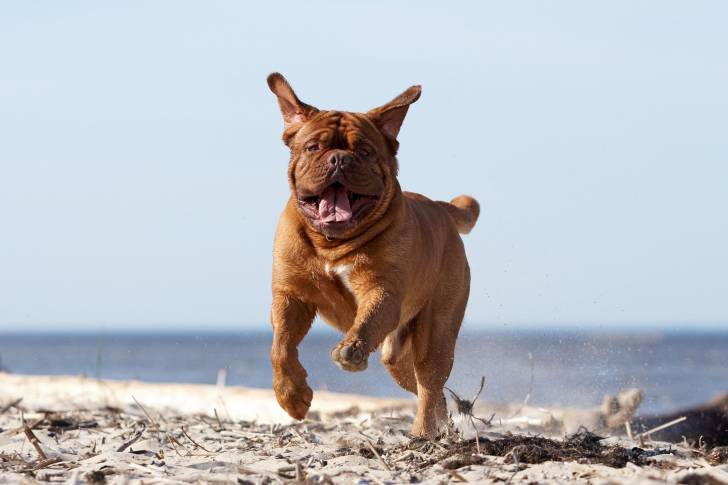 Photo Dogue de Bordeaux