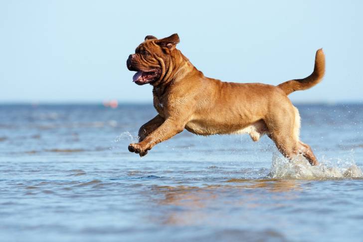 Photo Dogue de Bordeaux