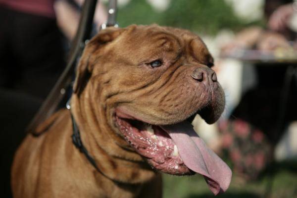 SARLOTTE - Dogue de Bordeaux (8 ans)